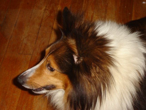 Today’s Pets Are Aging Gracefully | MarketResearch.com