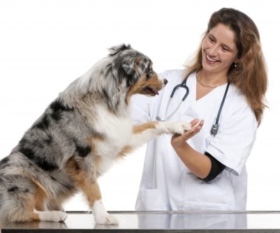 Pet Industry Statistics Show the Power of Pet Humanization