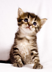 Kitten, Top Ten Pet Industry Trends, MarketResearch.com