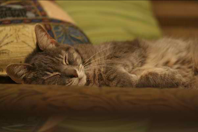 Jeff's Gray cat sleeping.