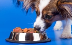 Pet Industry Trend: Dog Food Goes Digital