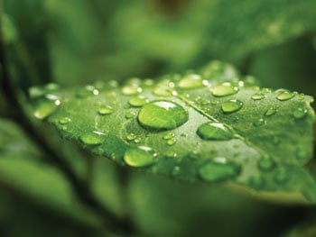 Consumer Attitudes Toward Green Brands Reach All-Time High