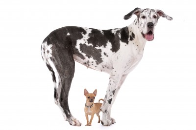 Large dog and small dog