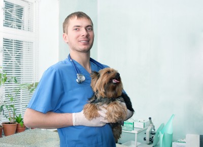 Veterinarians Are Key to Pet Medications Market | MarketResearch.com