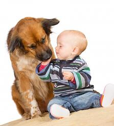 Baby petting a dog