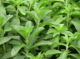 Stevia Plant