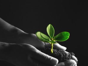 Hands holding soil and sprouting plant, featured on MarketResearch.com www.blog.marketresearch.com