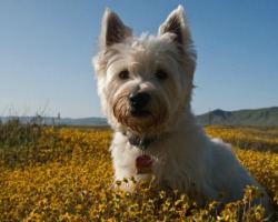 west highland terrier in meadow field of flowers, featured on MarketResearch.com www.blog.marketresearch.com