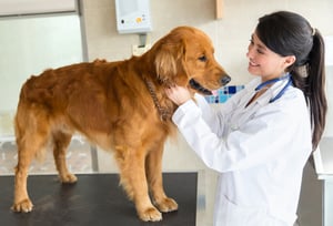 Beautiful dog at the vet getting a checkup