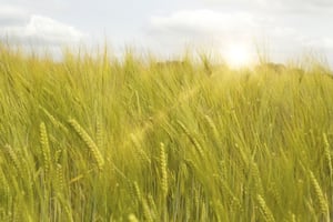 Fresh crops at sunrise on a summers morning