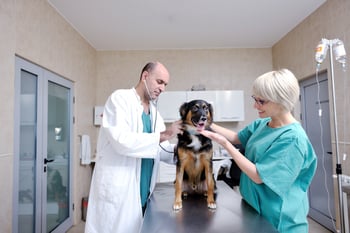 veterinary services industry