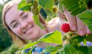 a woman picking a raspberry off a bush