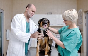 animal medicine industry data