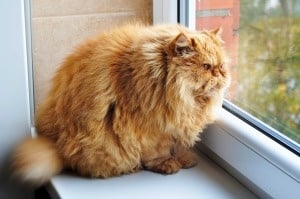 Overweight Cats and Dogs: A Heavy Burden for Pet Owners