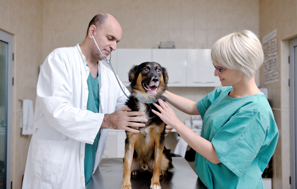 5 Animal Medicine Market Trend-Based Strategies for Industry Players to Undertake